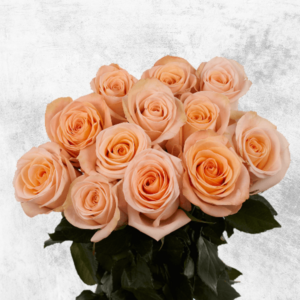Peach Rose